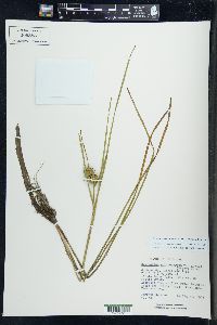 Sparganium emersum image