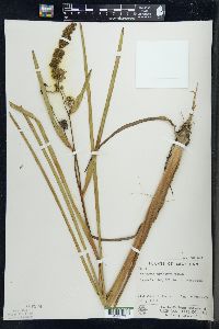 Sparganium eurycarpum image