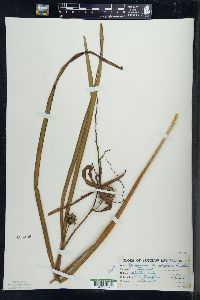 Sparganium eurycarpum image