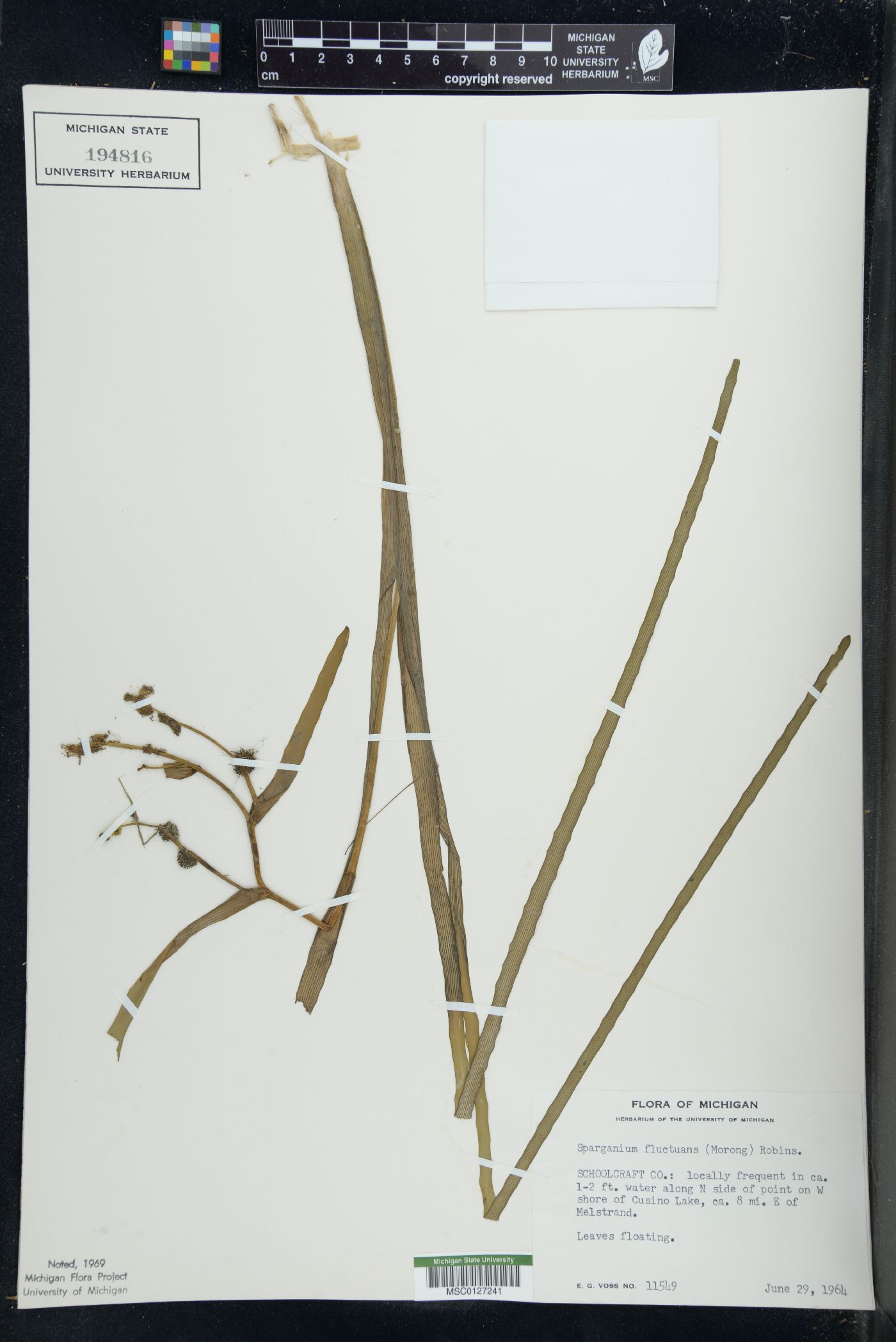 Sparganium fluctuans image