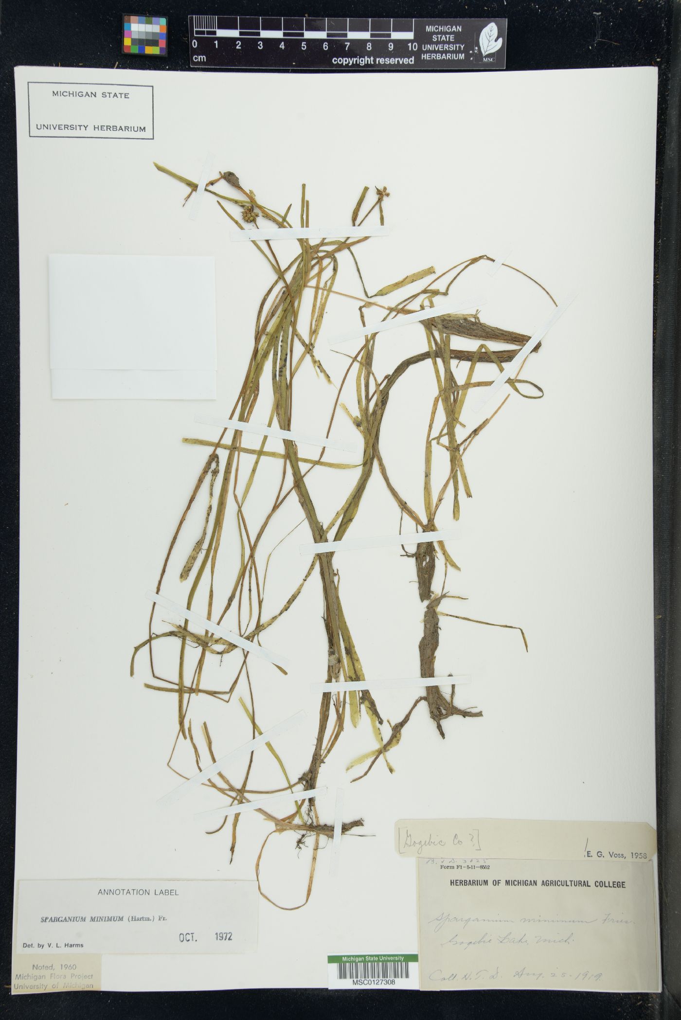 Sparganium natans image