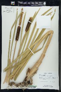 Typha × glauca image