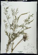 Ambrosia artemisiaefolia image