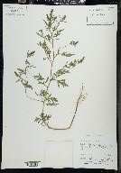 Ambrosia artemisiaefolia image