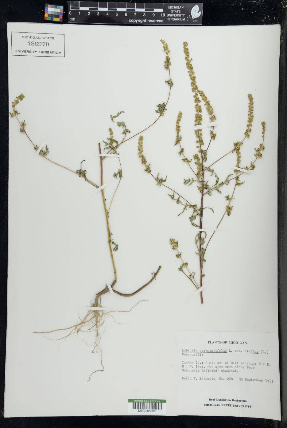 Ambrosia artemisiaefolia image