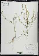 Ambrosia artemisiaefolia image