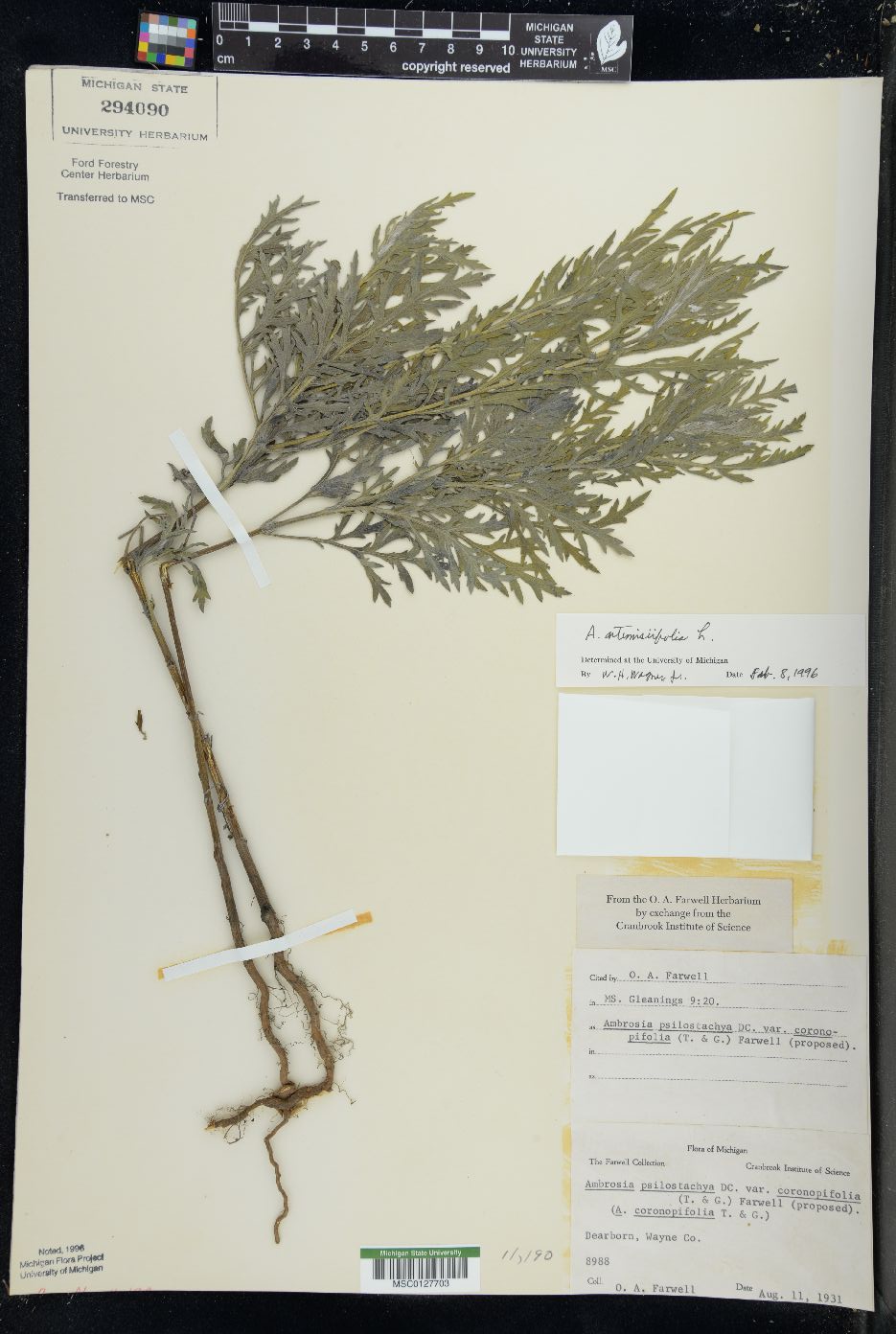 Ambrosia artemisiaefolia image