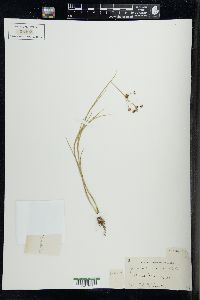 Juncus articulatus image