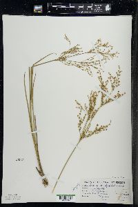 Juncus brachycephalus image