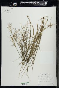 Juncus brachycephalus image