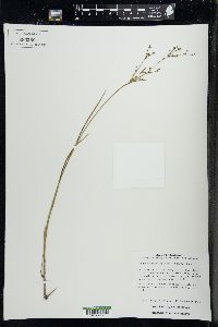 Juncus brachycephalus image