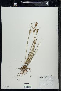 Juncus brevicaudatus image