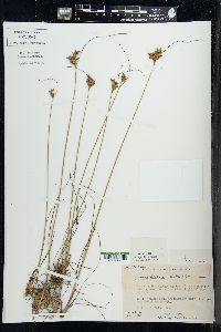 Juncus greenei image