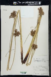 Juncus inflexus image