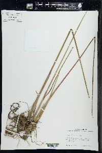 Juncus militaris image