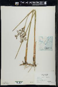 Juncus militaris image