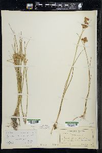 Juncus nodosus image