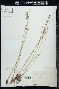 Juncus nodosus image