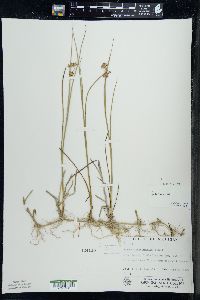 Juncus nodosus image