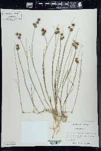 Juncus nodosus image