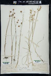 Juncus nodosus image