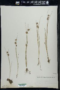 Juncus nodosus image