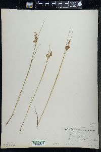 Juncus nodosus image