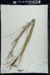 Juncus nodosus image