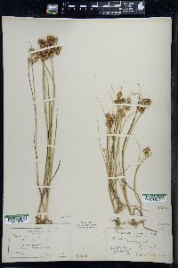 Juncus nodosus image