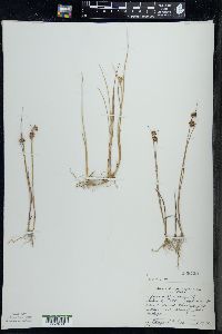 Juncus nodosus image