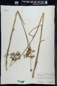 Juncus nodosus image