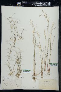 Juncus pelocarpus image