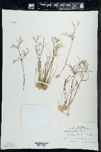 Juncus pelocarpus image