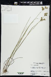 Juncus scirpoides image