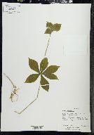 Medeola virginiana image