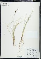 Carex livida image