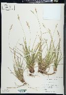 Carex lucorum image