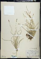 Carex lucorum image