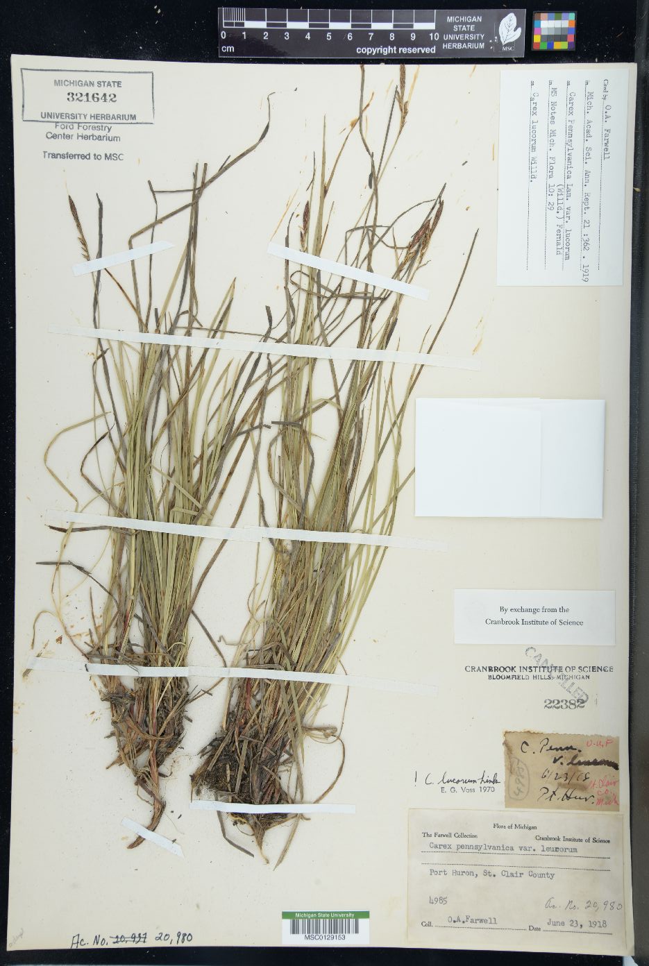 Carex lucorum image