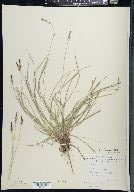 Carex lucorum image