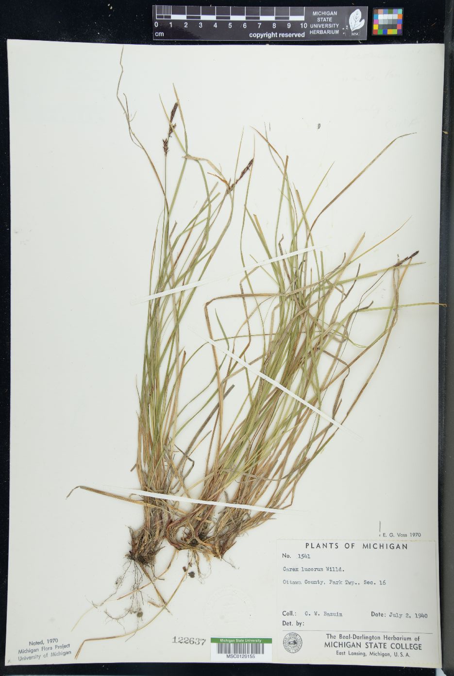 Carex lucorum image