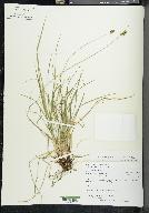 Carex norvegica var. inferalpina image