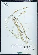 Carex merritt-fernaldii image