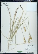 Carex merritt-fernaldii image