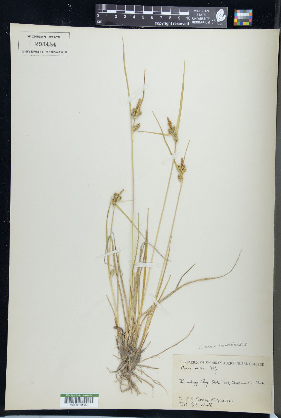 Carex nevadensis image