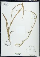 Carex folliculata image