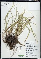 Carex formosa image