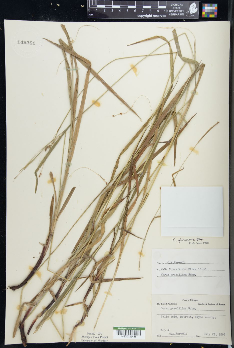 Carex formosa image