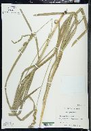 Carex sparganioides image