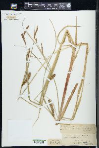 Carex lacustris image